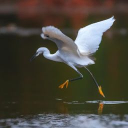 美容護(hù)膚正確步驟：打造健康年輕的肌膚