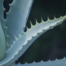 蘆薈的美容護(hù)膚方法和效果解析，告別肌膚問題！