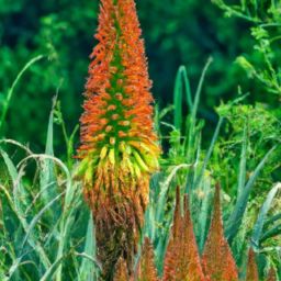 花溪蘆薈美容護(hù)膚：拯救你的肌膚問題！