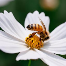 蜂蜜美容護(hù)膚方法 蜂蜜美容護(hù)膚方法