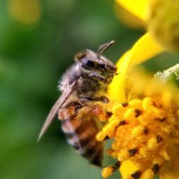 蜂蜜美容護(hù)膚功效