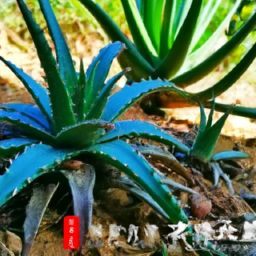 蘆薈怎么美容護膚 蘆薈怎么美容護膚