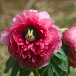 芍藥之美：揭秘芍藥對(duì)美容護(hù)膚的功效與作用