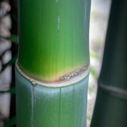 玉竹的美容護(hù)膚功效及作用——擁有這款傳統(tǒng)中藥悄然崛起的原因