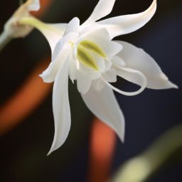 雪蓮花美容護(hù)膚功效