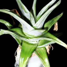 蘆薈<strong>美容</strong>護(hù)膚，白皙肌膚的秘密揭示！