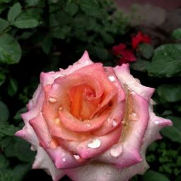 小月子期間可以進(jìn)行美容護(hù)膚嗎？女性朋友們想必對(duì)于這個(gè)問題都非常關(guān)注。在產(chǎn)后恢復(fù)的階段，媽媽們往往會(huì)因?yàn)樯眢w疲憊、肌膚暗沉等問題感到苦惱，而美容護(hù)膚似乎成了她們渴望擁有煥然一新外貌的途徑。那么，在小月子期間是否安全進(jìn)行美容護(hù)膚呢？