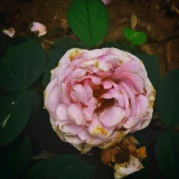 小月子多久可以開始進行美容護膚及護理？| 小月子 | 美容護膚 | 護理