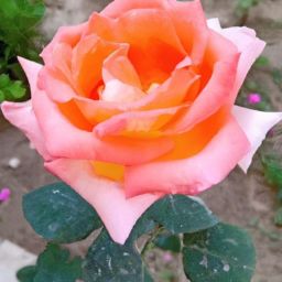 月子期間可以做<strong>美容</strong>護(hù)膚嗎女性？探討專家意見