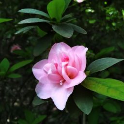 樊文花美容護膚產(chǎn)品的價格究竟貴不貴？探尋市場定位與性價比