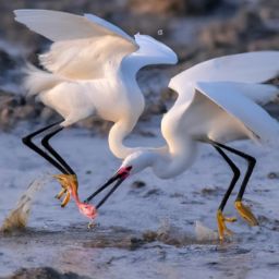 如何正確進行美容護膚步驟和手法？教你通過視頻學會！